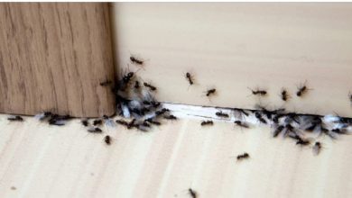 Photo of Ako i vi imate problem da vam mravi dolaze u kucu ili stan evo kako da ih se riješite.